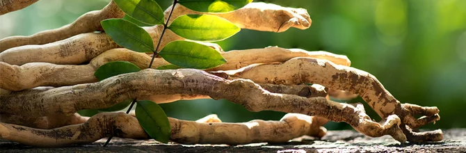 Tongkat ali roots, the standardized extract used in BoostSteelX