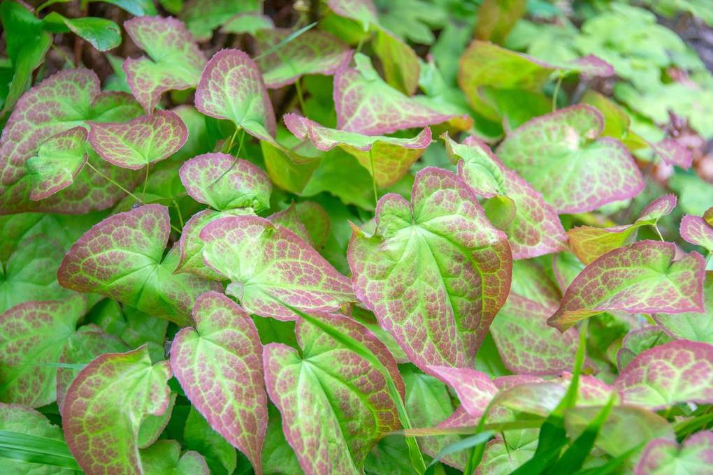 Epimedium leaves, the horny goat weed extract in BoostSteelX