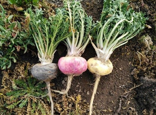 Fresh maca roots from the Peruvian Andes, an ingredient in BoostSteelX