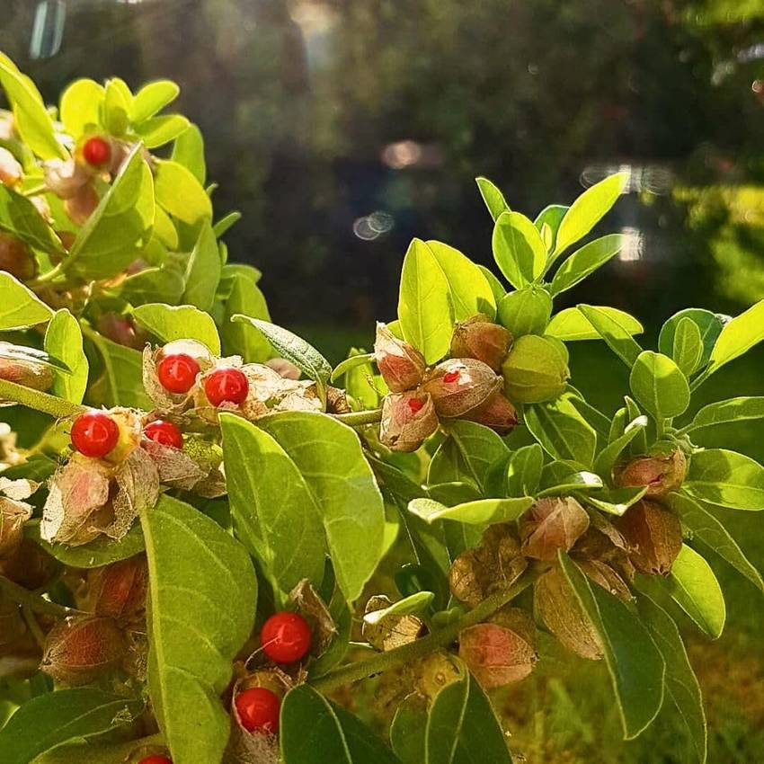 Ashwagandha plant with red berries, the KSM-66 extract used in BoostSteelX