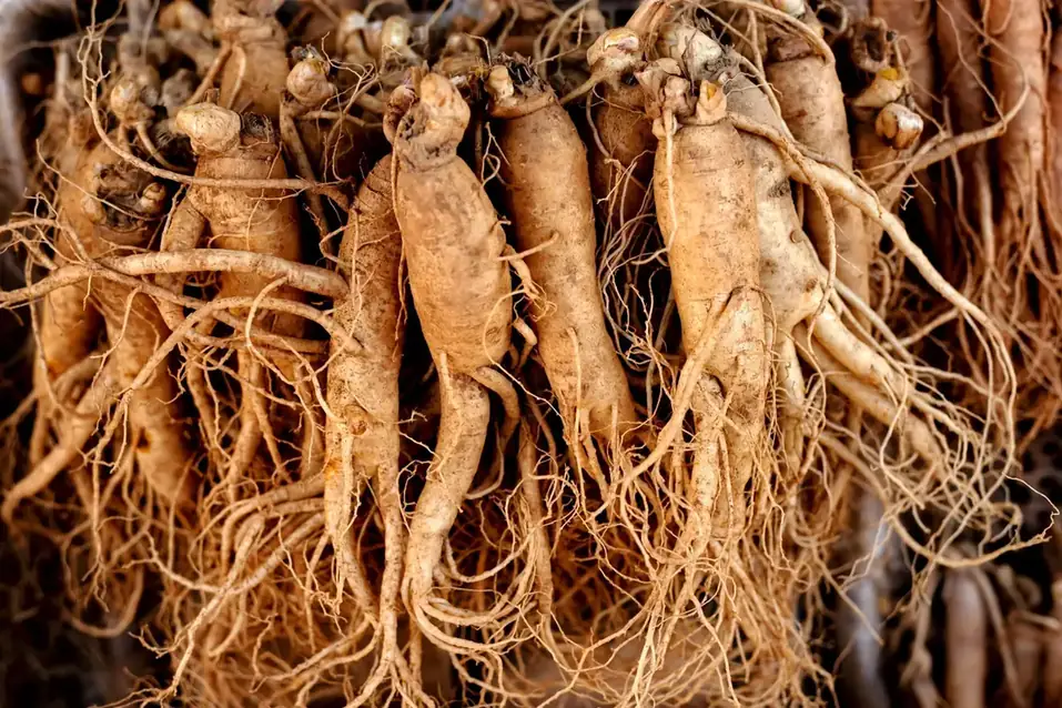 Panax ginseng roots, the red ginseng extract used in BoostSteelX