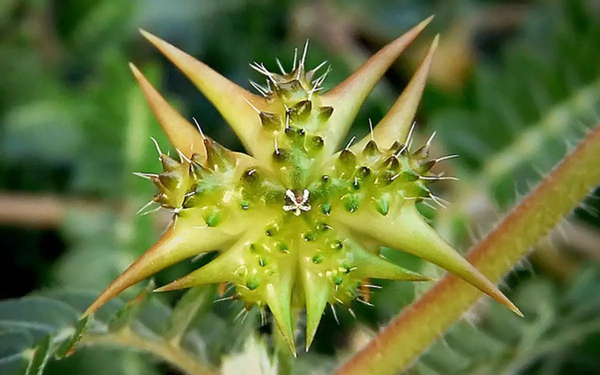 Tribulus terrestris seed pod, a standardized extract in BoostSteelX