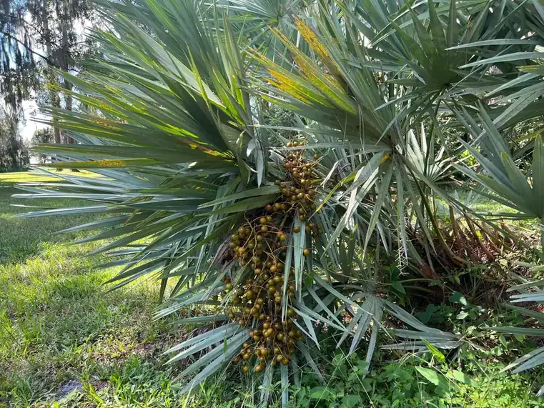 Saw palmetto palm bearing berries, the berry extract used in BoostSteelX