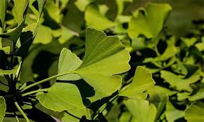 Ginkgo biloba leaves, the 24% standardized extract in BoostSteelX