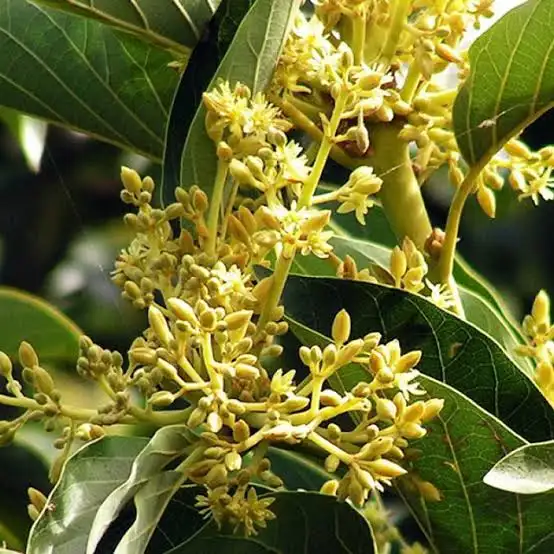 Muira puama in flower, the Amazonian root extract used in BoostSteelX